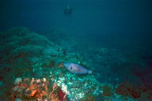 File Fish & Diver - Bimini Bahamas - Sea & Sea MX10 by Claudia Creson 